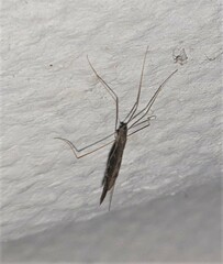Limoniidae