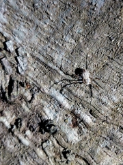 Herennia multipuncta