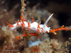 Flabellina dushia