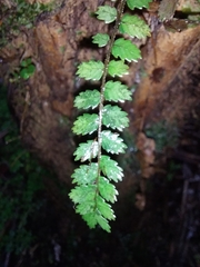 Blechnum filiforme