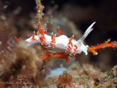 Flabellina dushia