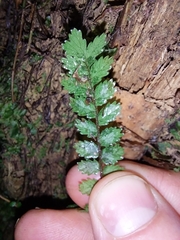 Blechnum filiforme