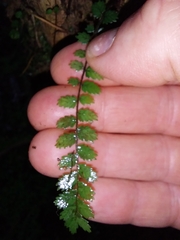 Blechnum filiforme