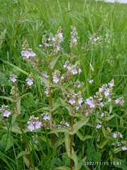 Veronica catenata