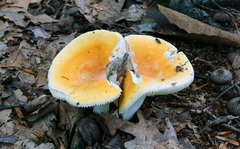 Russula ochroleucoides