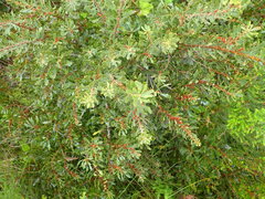 Morella quercifolia