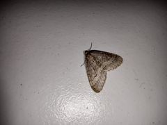 Operophtera fagata
