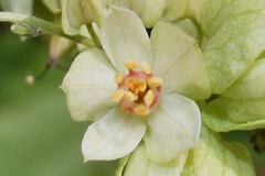 Antigonon flavescens