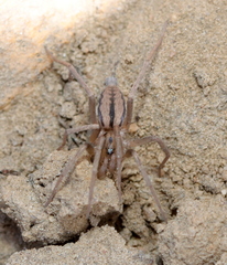 Megamyrmaekion velox