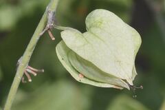 Antigonon flavescens