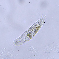 Hypotrichia