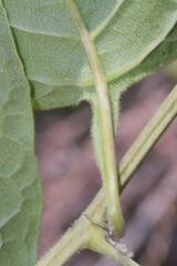 Antigonon flavescens