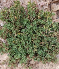 Lafuentea rotundifolia