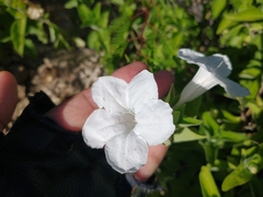 Ruellia leucantha