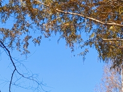 Metasequoia glyptostroboides