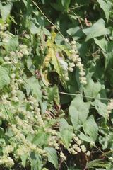 Antigonon flavescens
