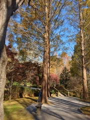 Metasequoia glyptostroboides