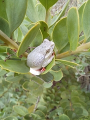 Hyperolius marmoratus