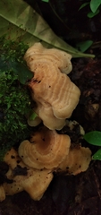 Antrodiella