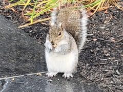 Sciurus carolinensis