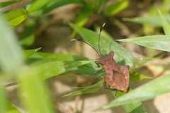 Dalader planiventris