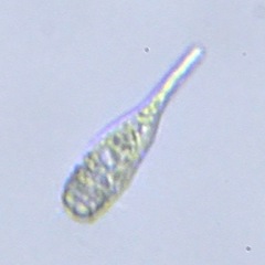 Euglenozoa