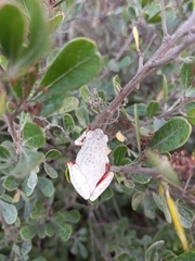 Hyperolius marmoratus