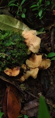 Antrodiella