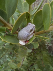 Hyperolius marmoratus