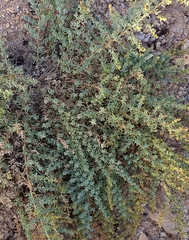 Salsola papillosa