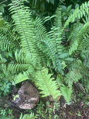 Nephrolepis exaltata