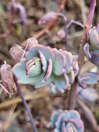 Image of Kalanchoe fedtschenkoi by (c) Jacek Pietruszewski, some rights reserved (CC BY)