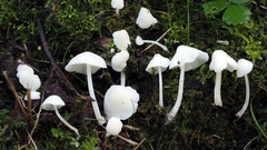 Hemimycena cucullata