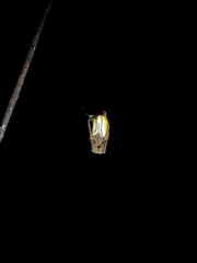 Arachnura