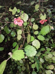 Rhabdothamnus solandri