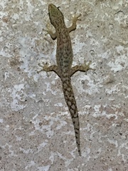 Afrogecko porphyreus