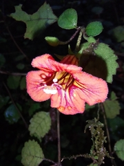 Rhabdothamnus solandri