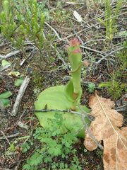 Satyrium acuminatum