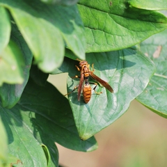 Polistes jokahamae