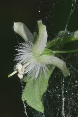 Scoparia dulcis