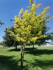 Magnoliopsida