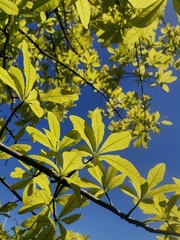 Magnoliopsida