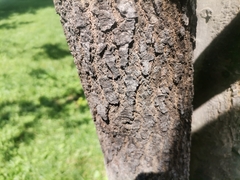 Magnoliopsida