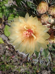 Ferocactus townsendianus