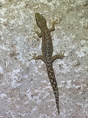 Afrogecko porphyreus