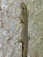 Afrogecko porphyreus