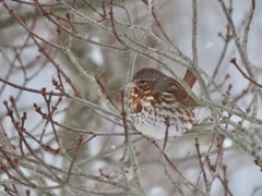 Passerella iliaca iliaca