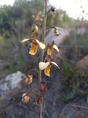 Eulophia tuberculata