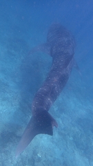 Rhincodon typus