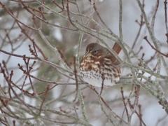 Passerella iliaca iliaca